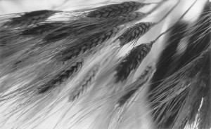 Wheat Studio Still Life